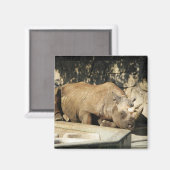 睡眠中のサイ マグネット (正面/裏面)