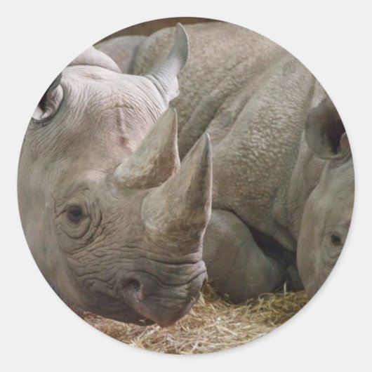 睡眠中のサイ ラウンドシール (正面)