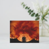 睡眠中のチャウチョウpcm ポストカード (スタンド正面)