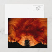 睡眠中のチャウチョウpcm ポストカード (正面/裏面)