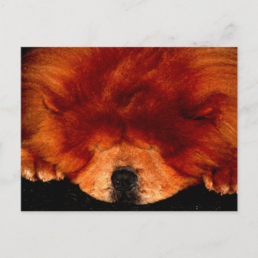 睡眠中のチャウチョウpcm ポストカード (正面)