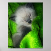 睡眠子猫 ポスター (正面)