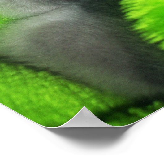 睡眠子猫 ポスター (角)