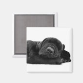 睡眠用ラボマグネット マグネット (正面/裏面)