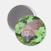 睡眠美しい マグネット (正面/裏面)