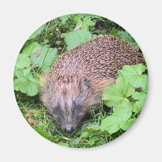 睡眠美しい マグネット