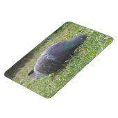 睡眠鳩プレミアムマグネット マグネット (左側)