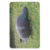 睡眠鳩プレミアムマグネット マグネット (縦)