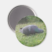 睡眠鳩マグネット マグネット (正面/裏面)