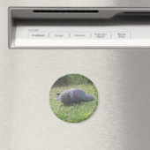 睡眠鳩マグネット マグネット (インサイチュ (食洗機))