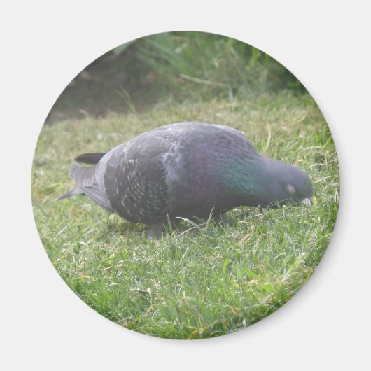 睡眠鳩マグネット マグネット (正面)