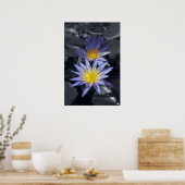 睡蓮のポスター ポスター (キッチン)