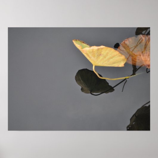 睡蓮のポスター ポスター (正面)