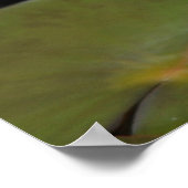 睡蓮のポスター ポスター (角)