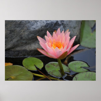 睡蓮のポスター ポスター