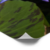 睡蓮のポスター ポスター (角)