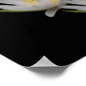 睡蓮の花のポスター ポスター (角)