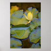 睡蓮の花 ポスター (正面)