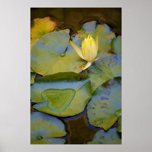 睡蓮の花 ポスター (正面)