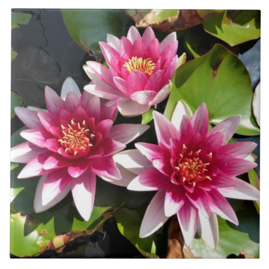 睡蓮の開花 タイル (正面)