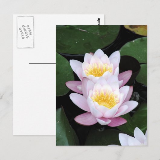 睡蓮はがき ポストカード (正面/裏面)