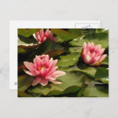 睡蓮カード ポストカード (正面/裏面)