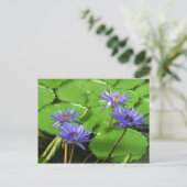 睡蓮カード ポストカード (スタンド正面)