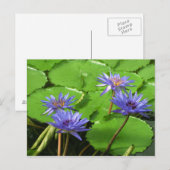 睡蓮カード ポストカード (正面/裏面)