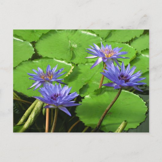 睡蓮カード ポストカード (正面)