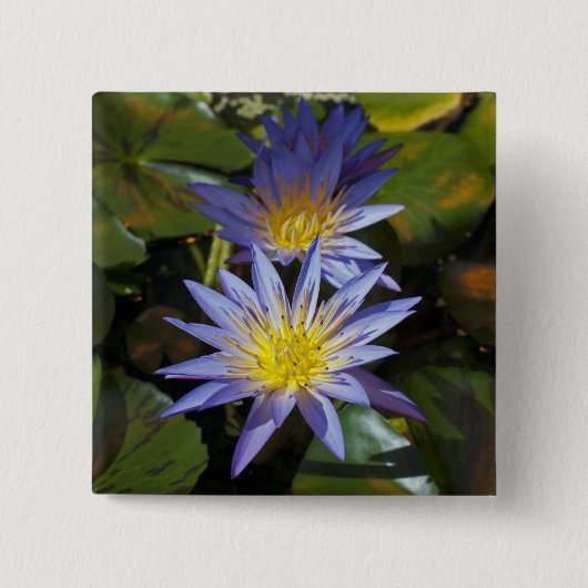 睡蓮ボタン 缶バッジ (正面)