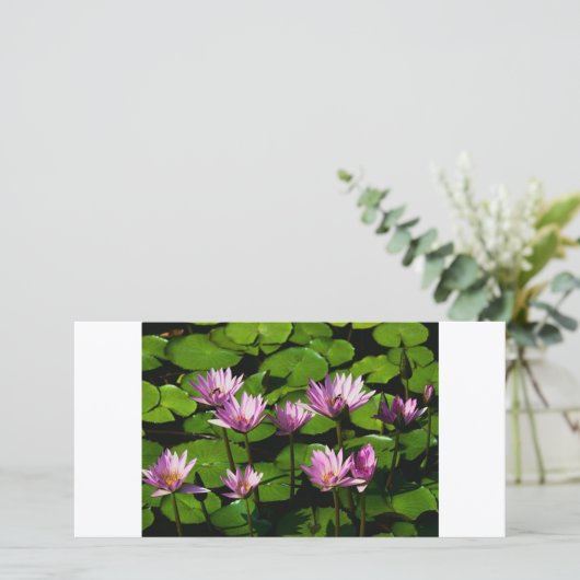 睡蓮 (スタンド正面)