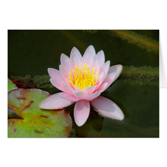 「睡蓮」 (正面横)