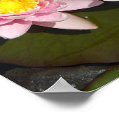 睡蓮 ポスター (角)