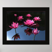 睡蓮 ポスター (正面)