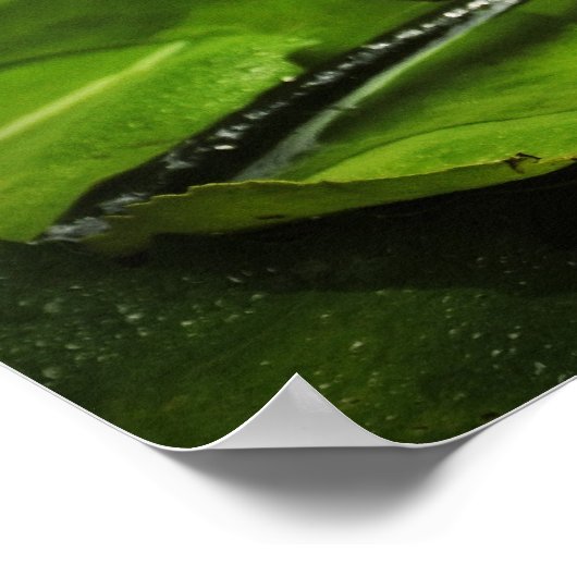 睡蓮 ポスター (角)