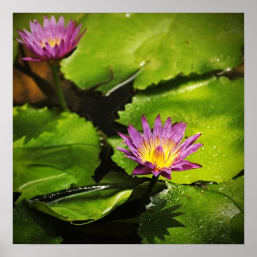 睡蓮 ポスター (正面)