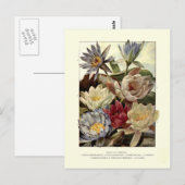 睡蓮 ポストカード (正面/裏面)