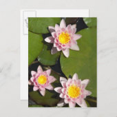 睡蓮 ポストカード (正面/裏面)