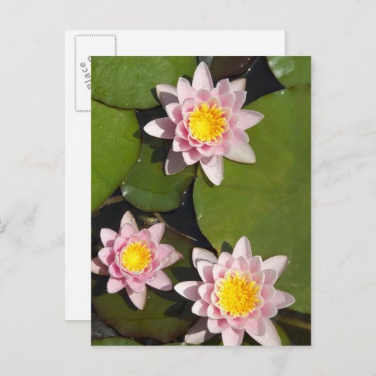 睡蓮 ポストカード (正面/裏面)