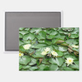 睡蓮 マグネット (正面/裏面)