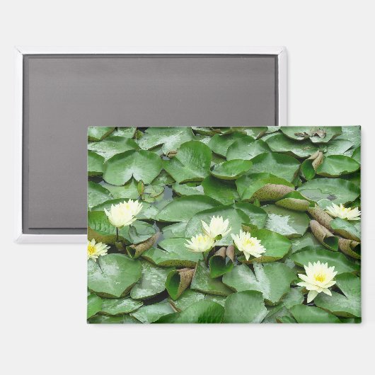 睡蓮 マグネット (正面/裏面)