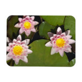 睡蓮 マグネット (横)