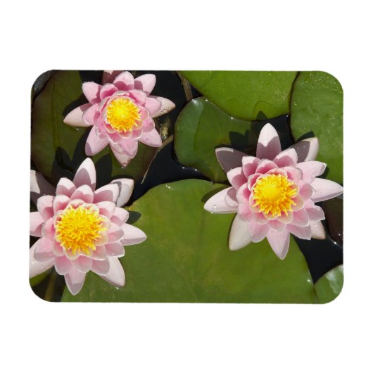 睡蓮 マグネット (横)