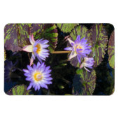 睡蓮 マグネット (横)