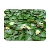 睡蓮 マグネット (横)