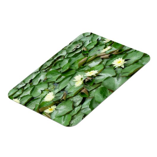 睡蓮 マグネット (左側)