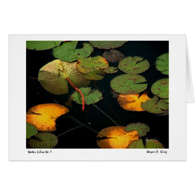 睡蓮No 1 (正面横)