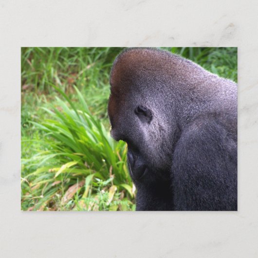 瞑想 ポストカード (正面)