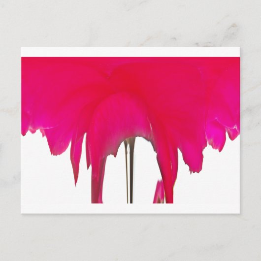 瞬間を捉えた：赤い薔薇の花弁の優雅さ ポストカード (正面)