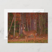 矢頭に鹿を追う ポストカード (正面/裏面)